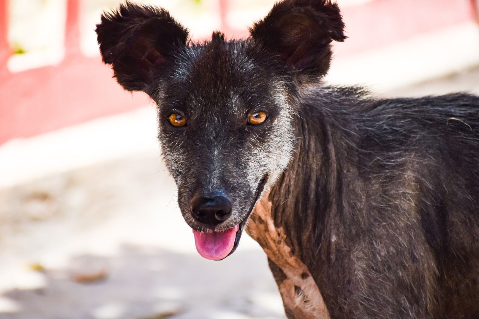 Nikon D3300 sample photo. Stray dog, dog, animal photography