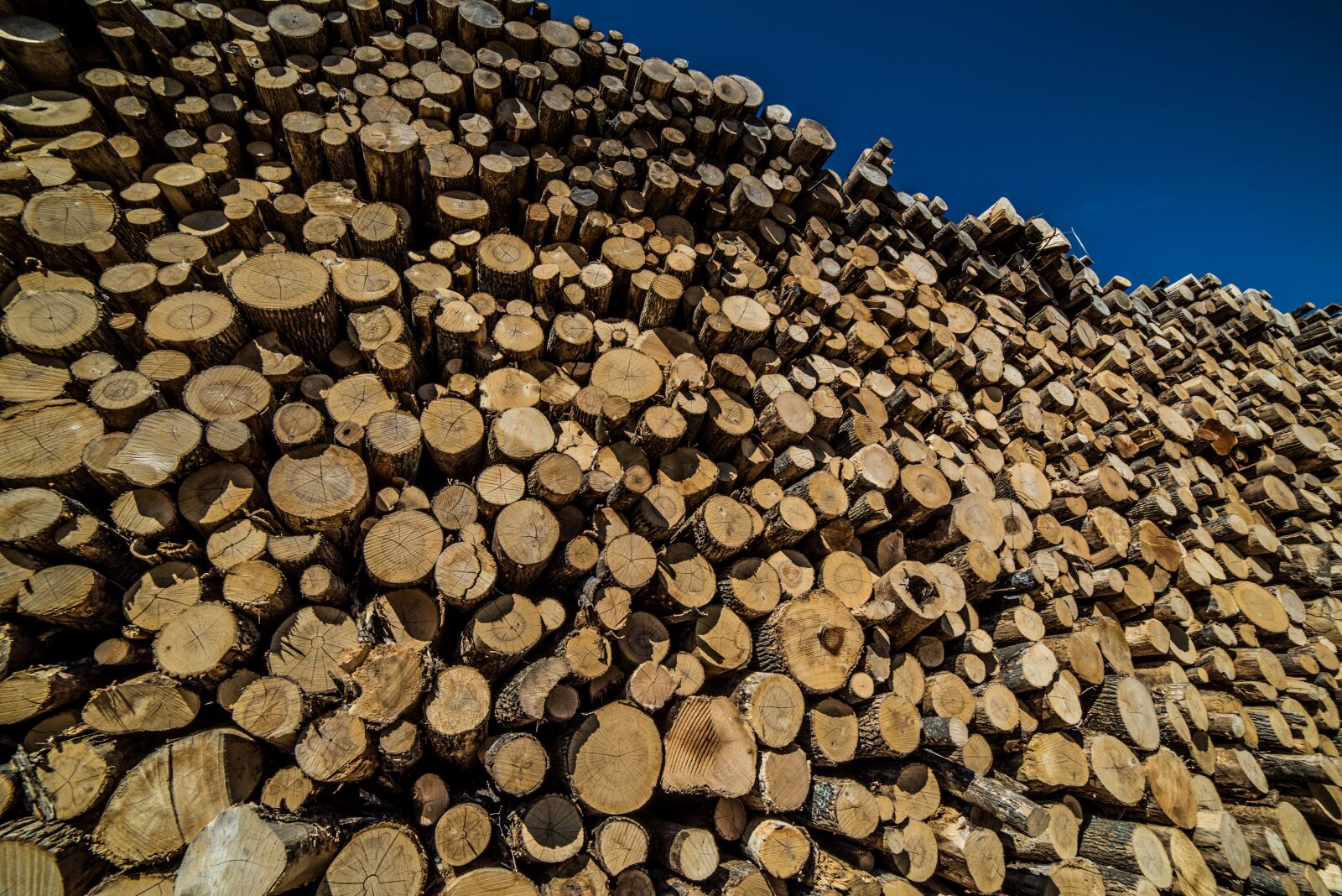 Nikon D810 sample photo. Logs, wood, timber photography