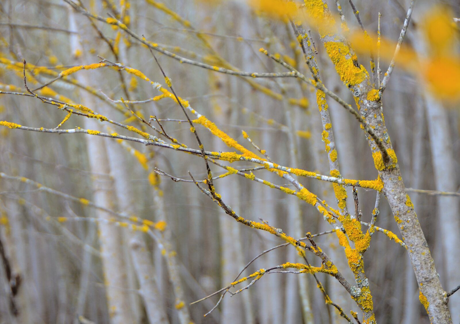 Nikon D7000 sample photo. Forest, macro, nature photography