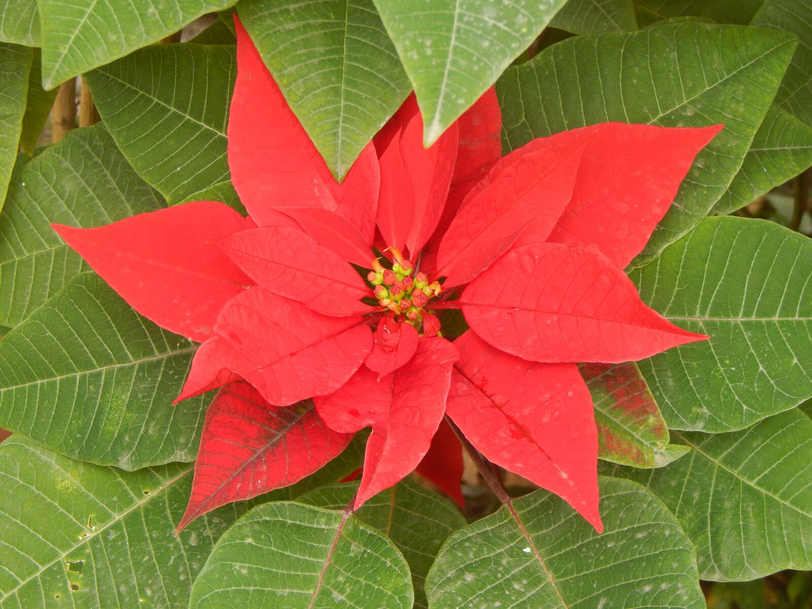 Nikon Coolpix L820 sample photo. Star federal, red flower photography