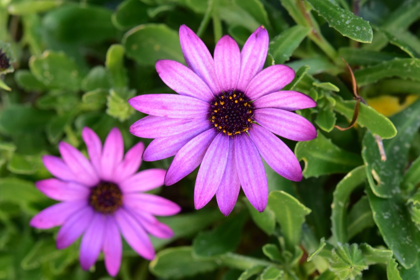 Nikon D5600 sample photo. Flower, flowers, purple flowers photography