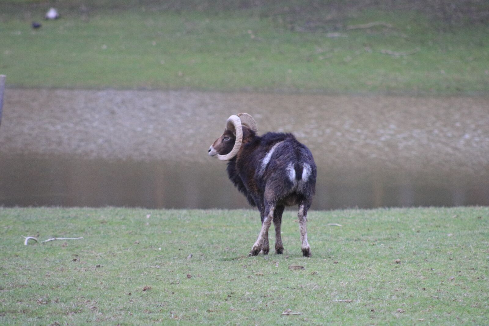 Canon EF75-300mm f/4-5.6 sample photo. Goat, ram, horns photography