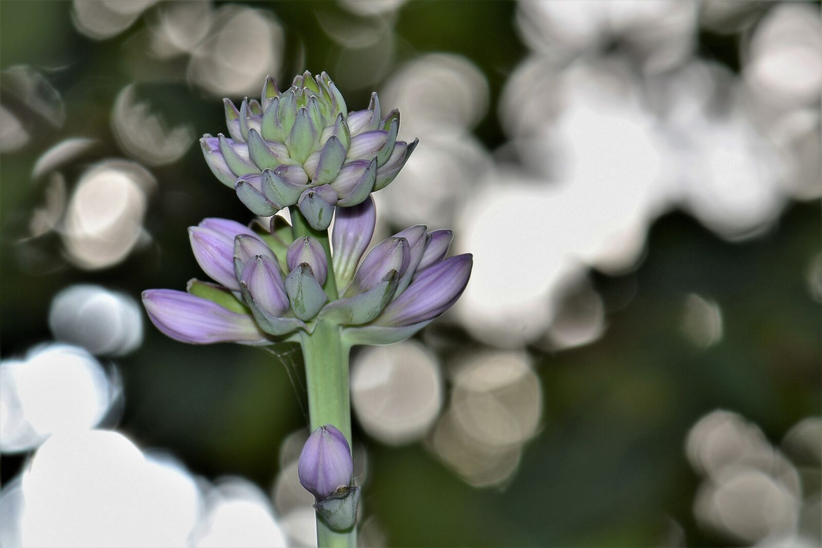 Nikon D5500 sample photo. Plantain lily, blossom, bloom photography