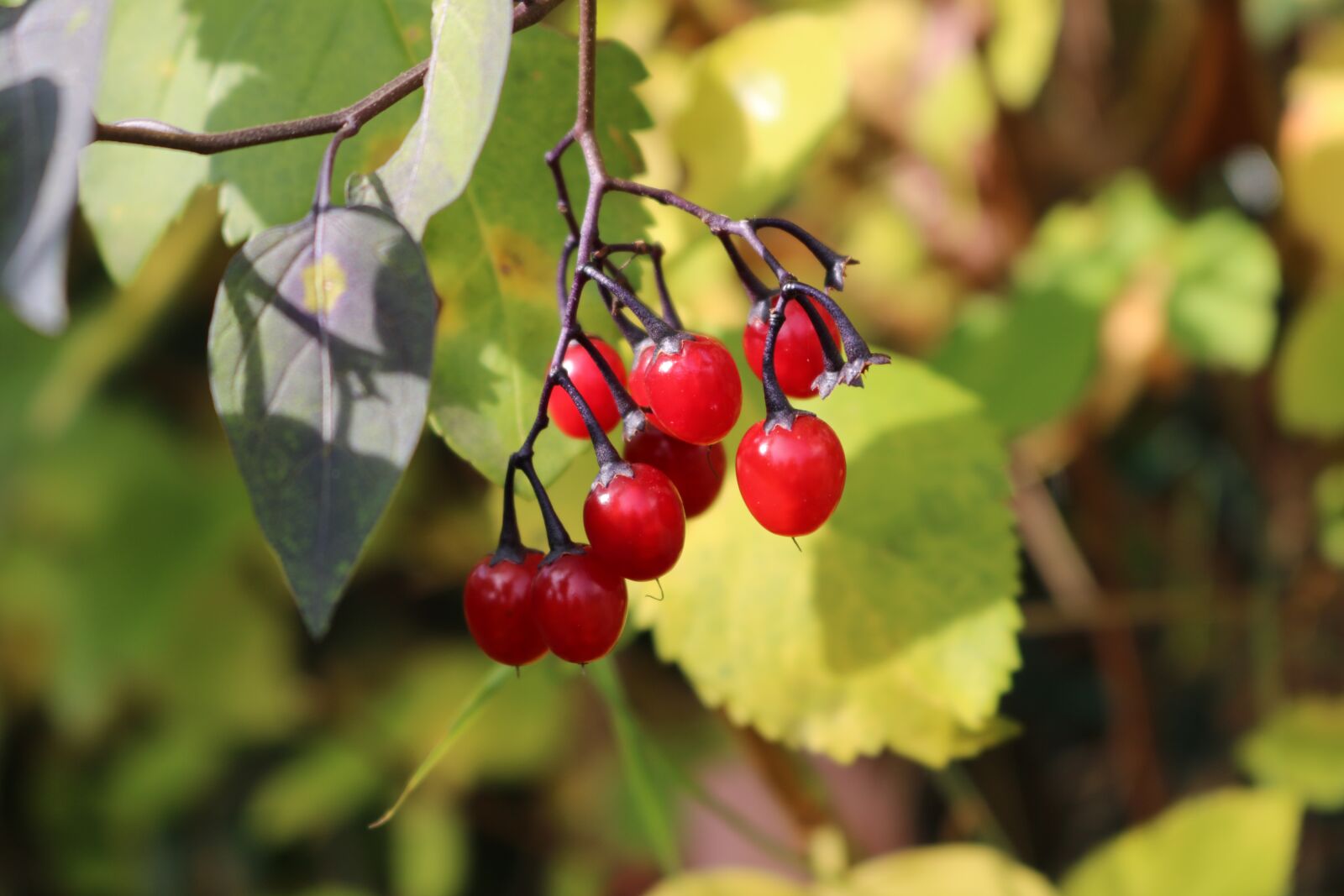Canon EOS 750D (EOS Rebel T6i / EOS Kiss X8i) sample photo. Fruits, red, autumn photography
