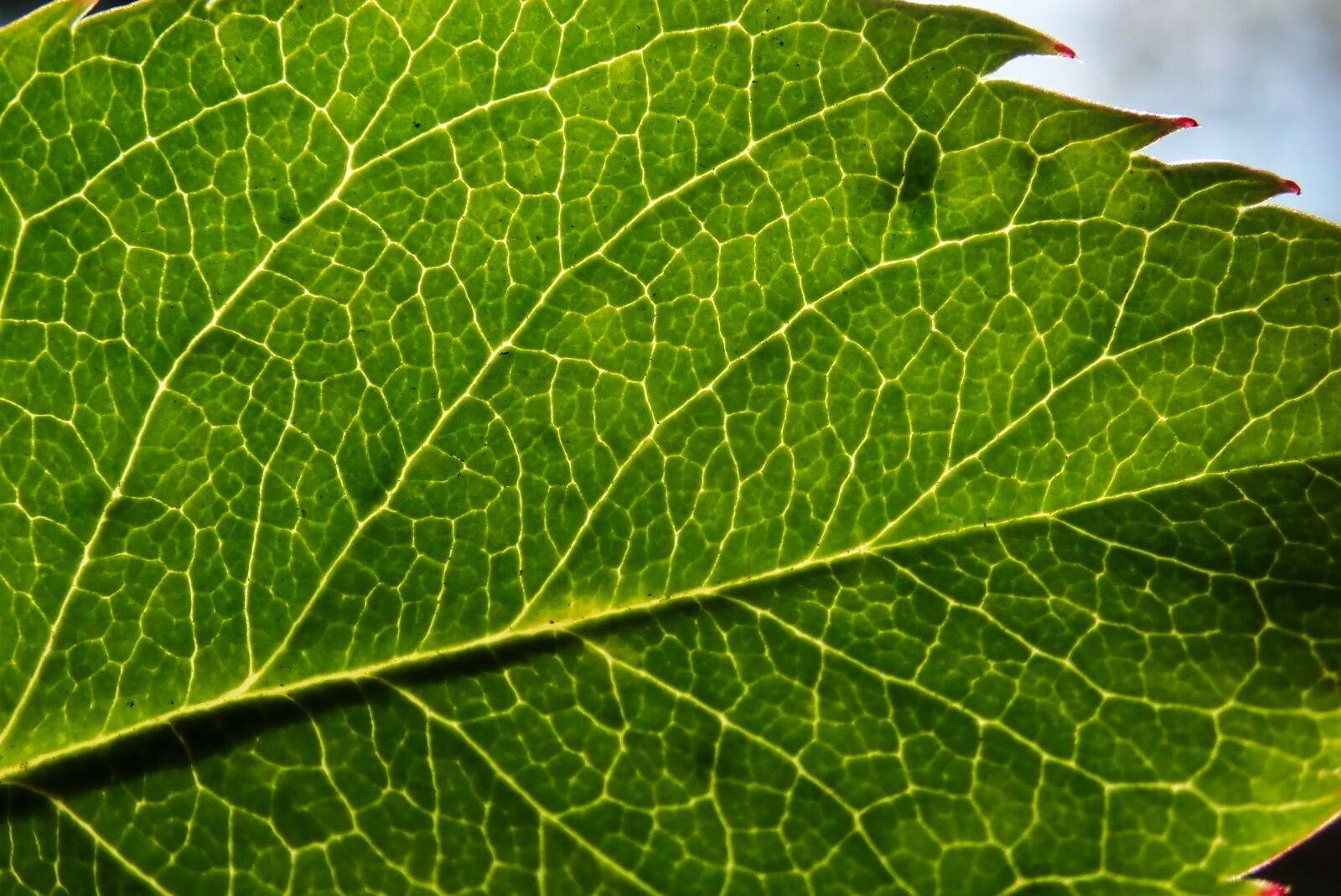 Olympus TG-5 sample photo. Leaf, plant, foliage photography
