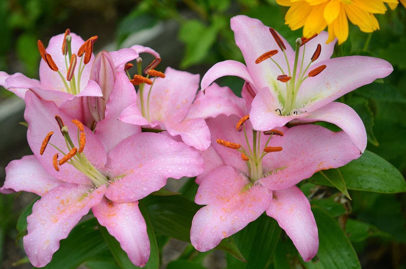 Nikon D7000 sample photo. Lily, flower, floral photography