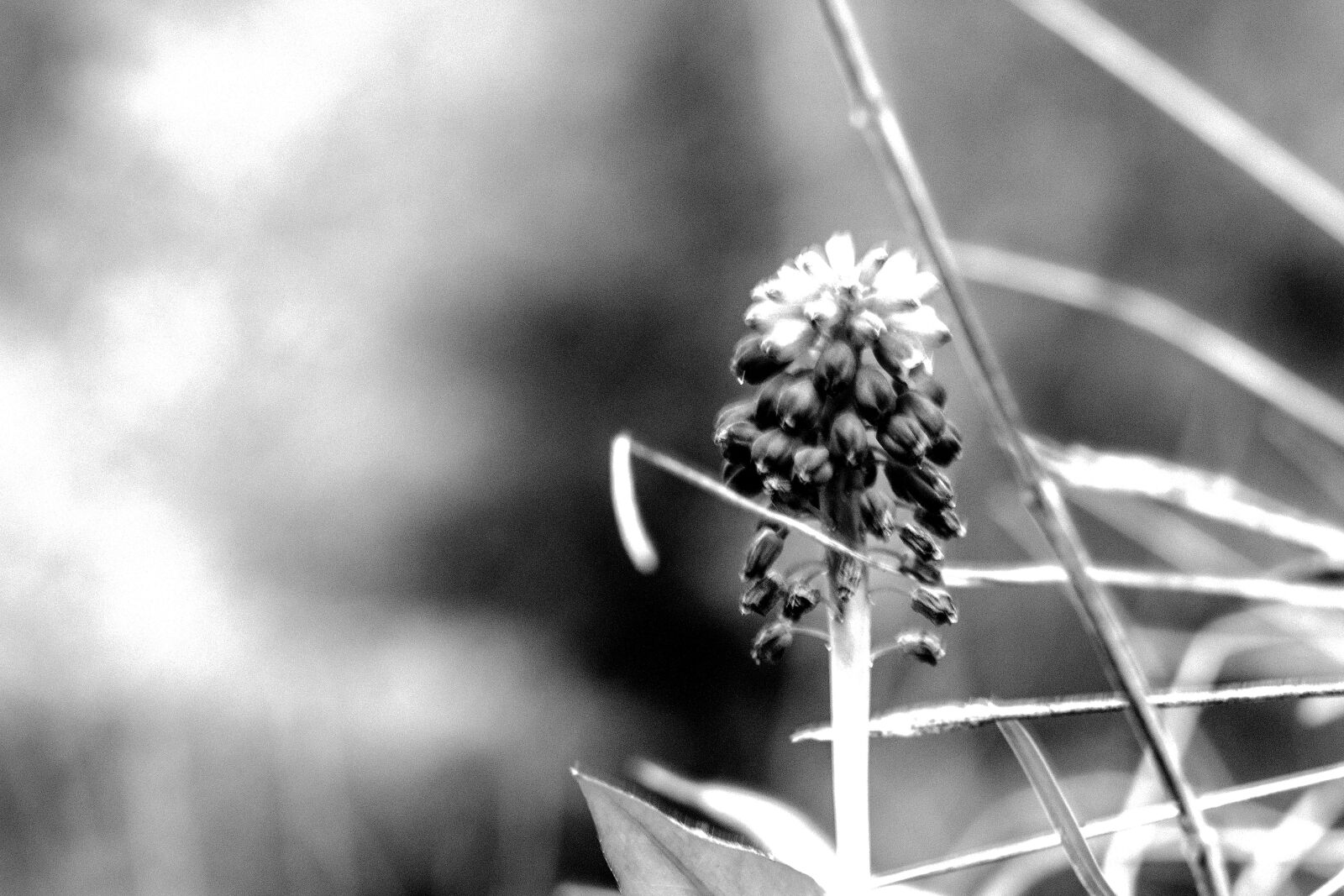 Canon EOS 600D (Rebel EOS T3i / EOS Kiss X5) sample photo. Monochrome, bw, flower photography