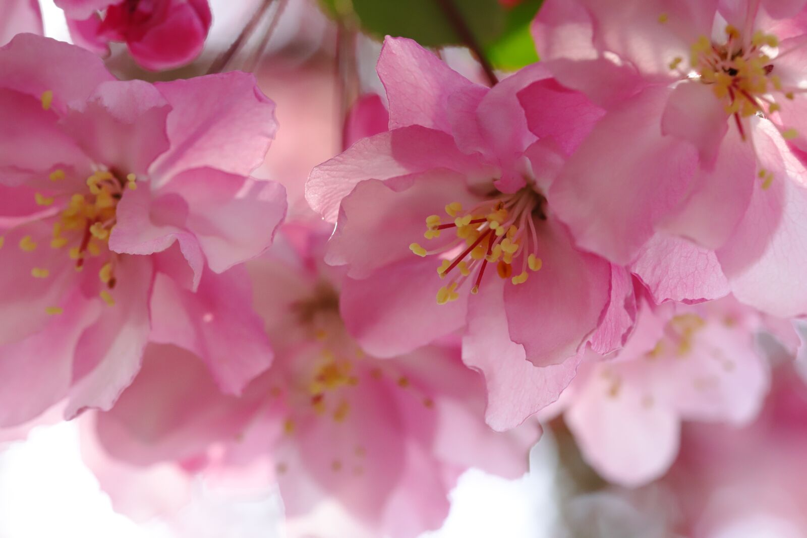 Canon EOS 6D Mark II sample photo. Flower apples, spring, wood photography