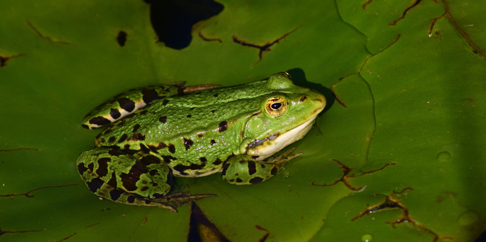 Nikon D3300 sample photo. Frog, water frog, animal photography