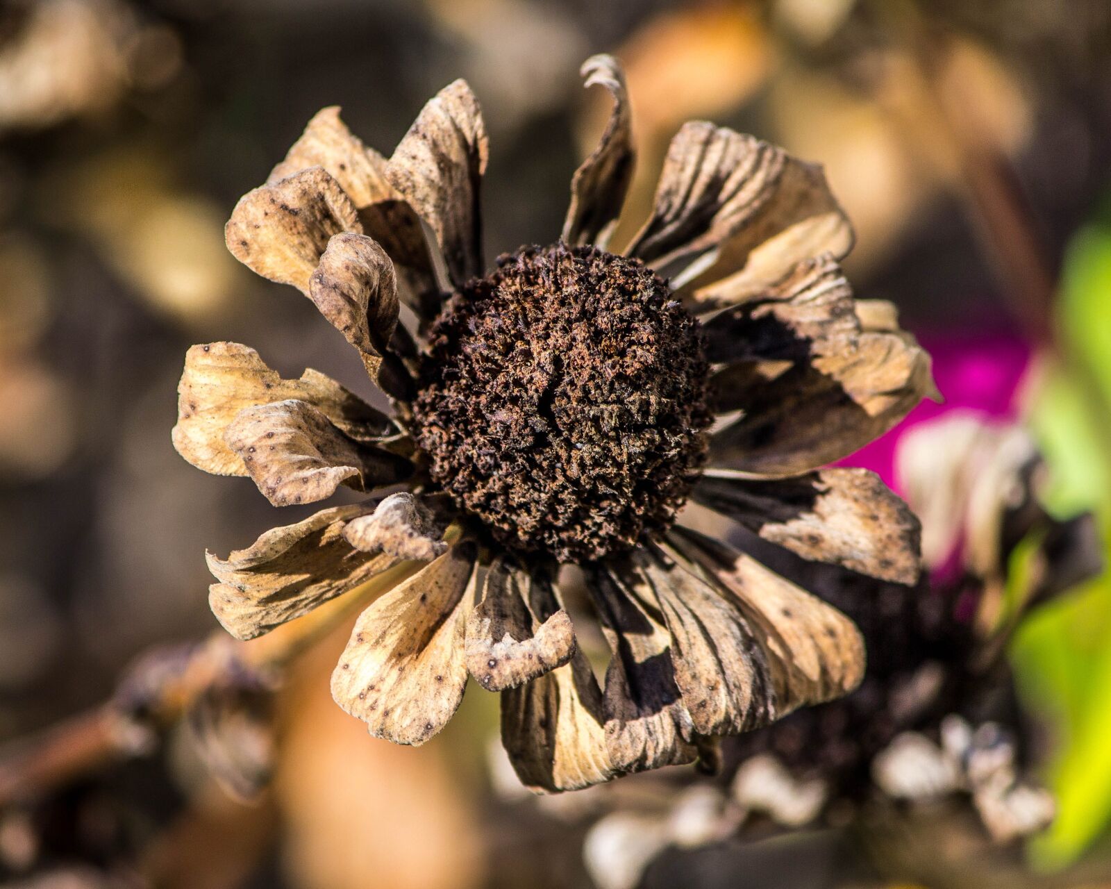 Canon EOS 600D (Rebel EOS T3i / EOS Kiss X5) sample photo. Dried flowers, frost damage photography