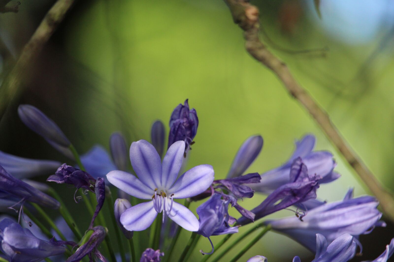 Canon EF-S 55-250mm F4-5.6 IS STM sample photo. Flower, agapanthus, purple photography