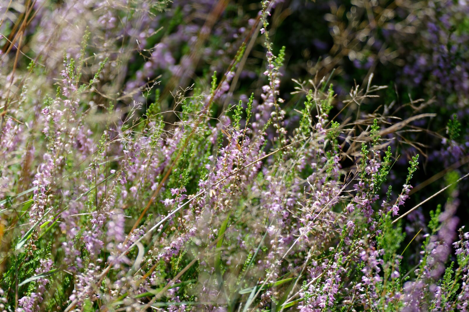 Nikon D5200 sample photo. Heather, heathers, autumn photography