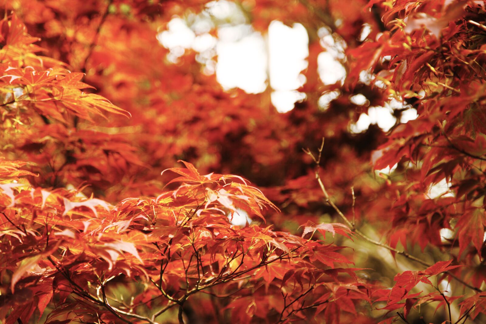 Canon EOS 5D Mark II sample photo. Orange, red, asian photography