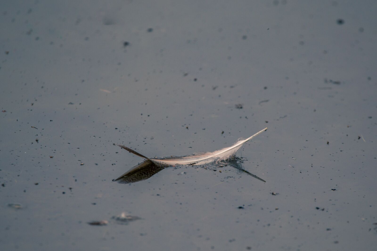 150-600mm F5-6.3 DG OS HSM | Contemporary 015 sample photo. Bird feather, lost, swim photography