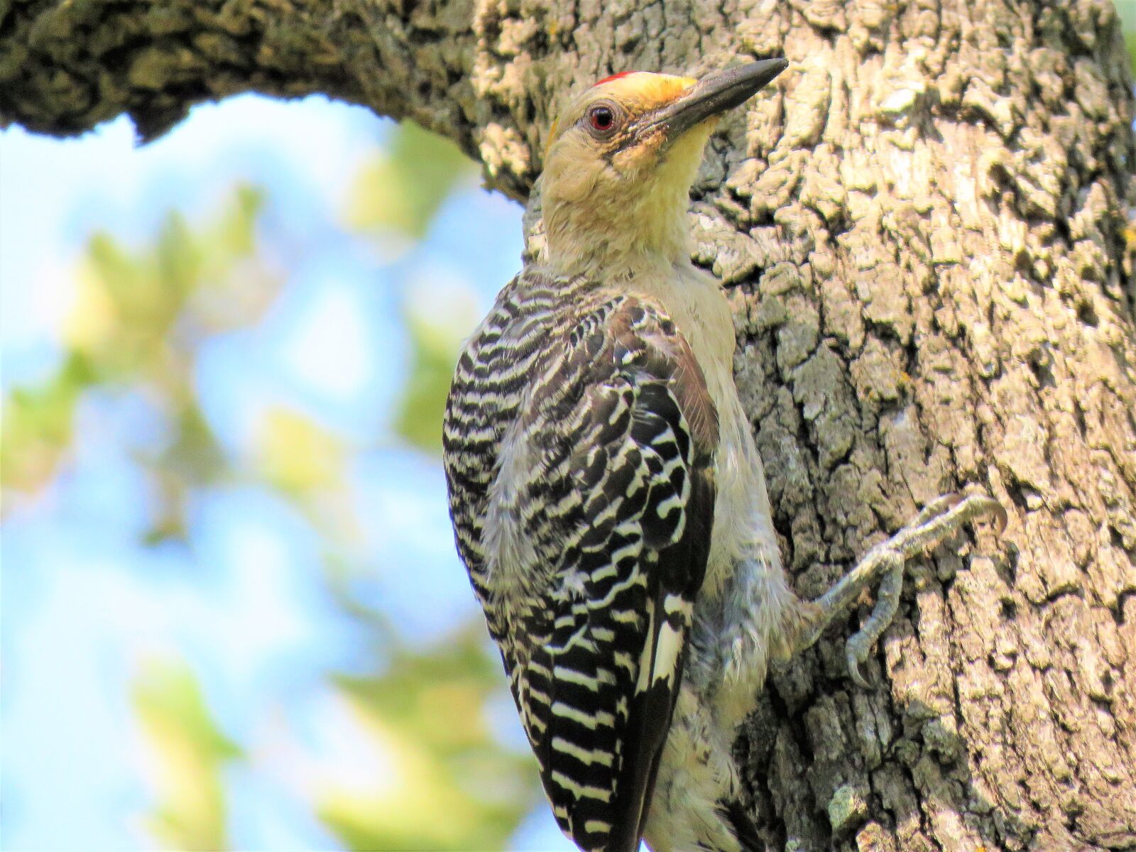 Canon PowerShot SX60 HS sample photo. Bird, woodpecker, close up photography