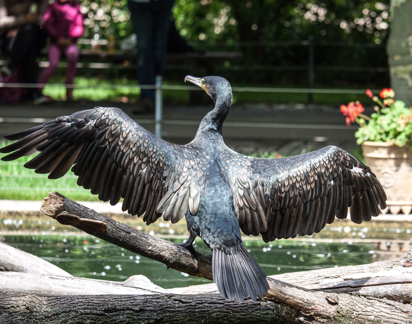 Canon EOS 50D sample photo. Cormorant, bird, plumage photography
