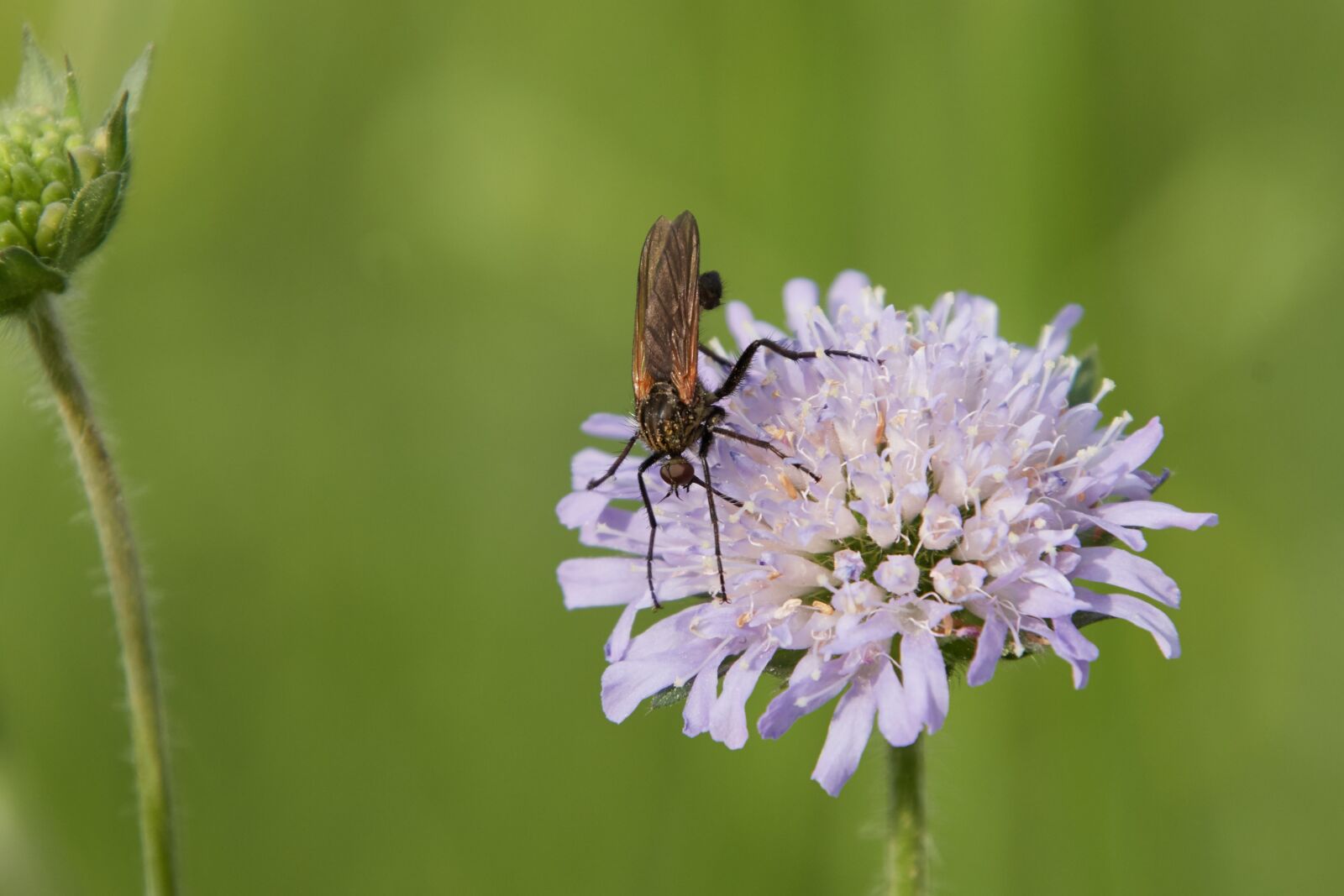 Nikon D500 sample photo. Insect, flower, blossom photography