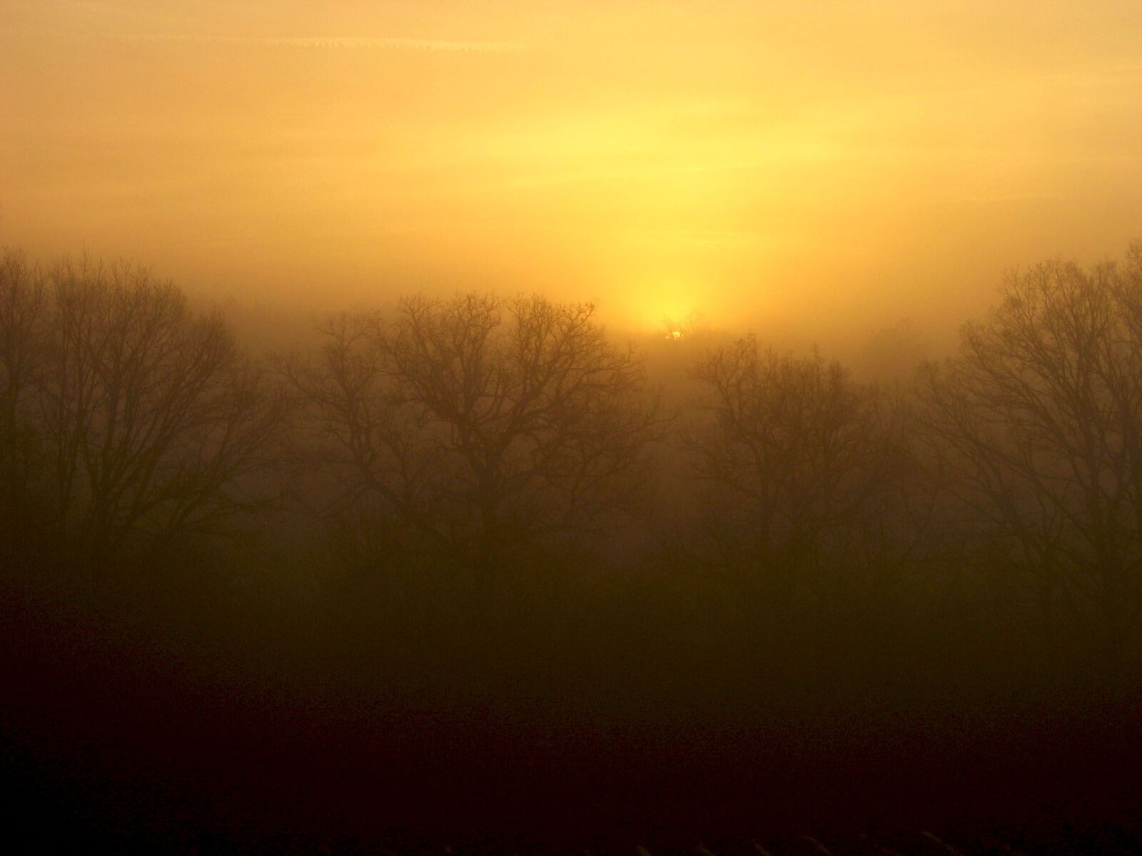 Canon DIGITAL IXUS 400 sample photo. Dawn, mist, trees photography