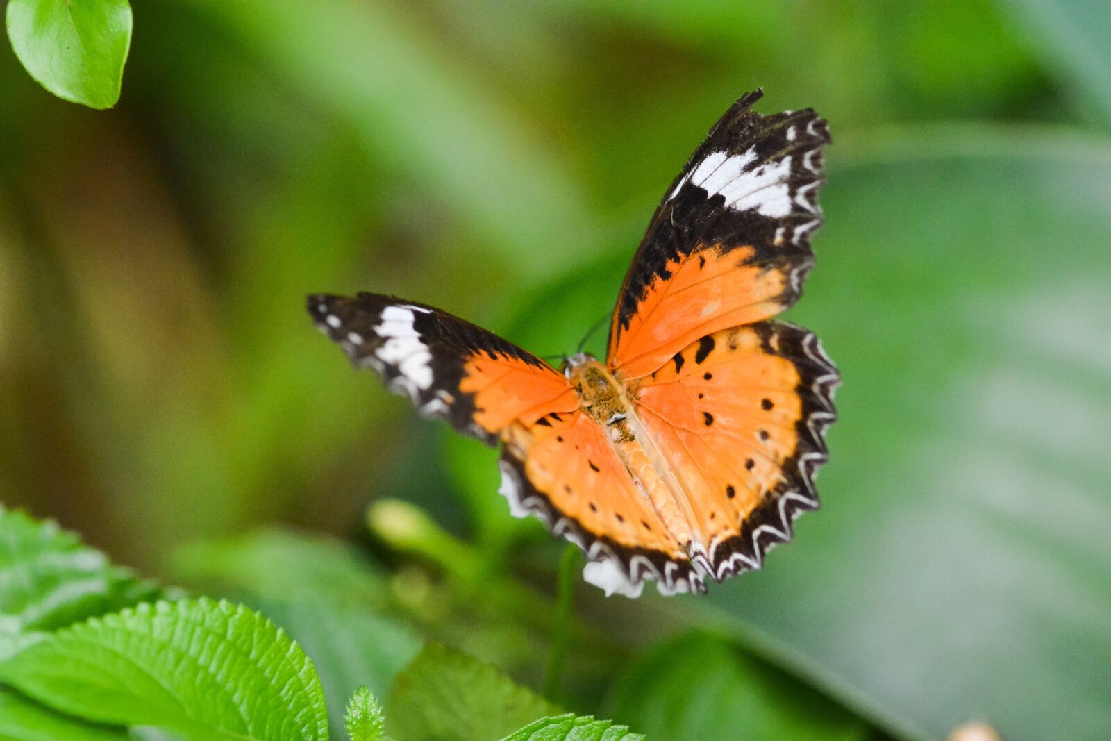 Nikon D7100 sample photo. Butterfly, macro, nature butterfly photography