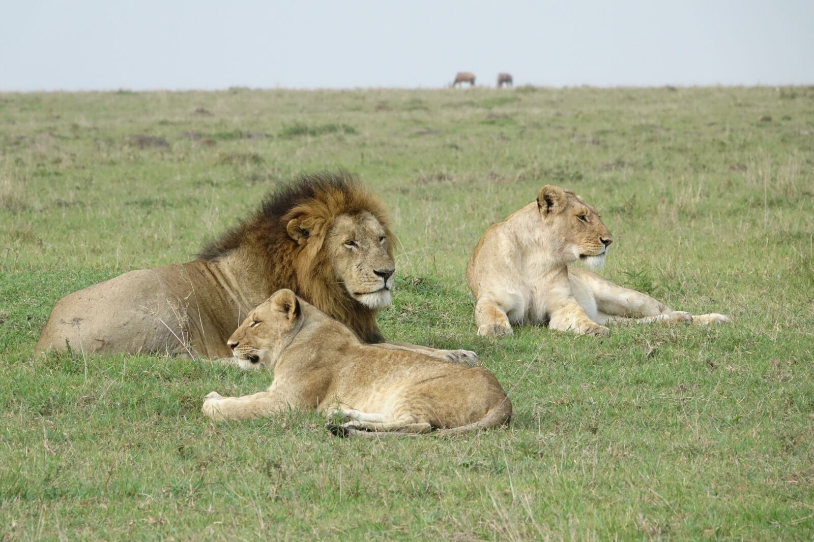 Sony Cyber-shot DSC-RX10 III sample photo. Mammal, lion, wildlife photography