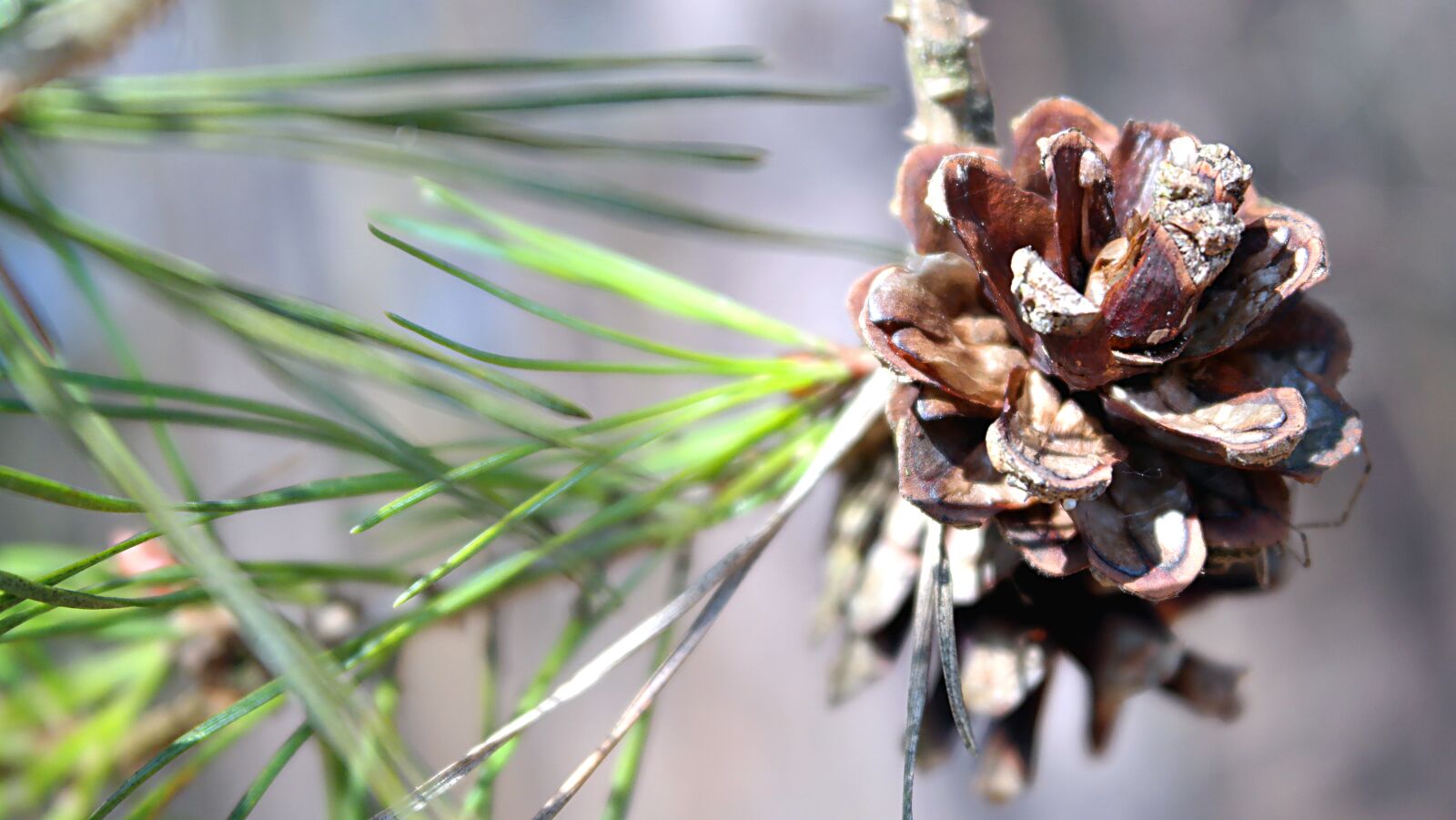 Samsung NX2000 sample photo. Nature, plant, pine cone photography