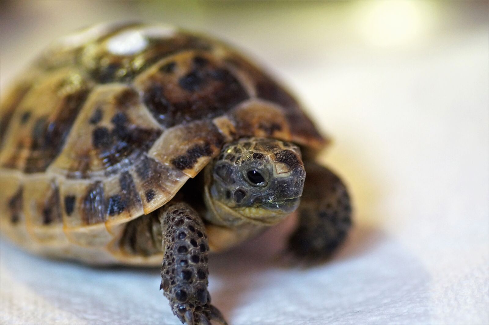 Sony SLT-A58 sample photo. Turtle, cub, reptile photography