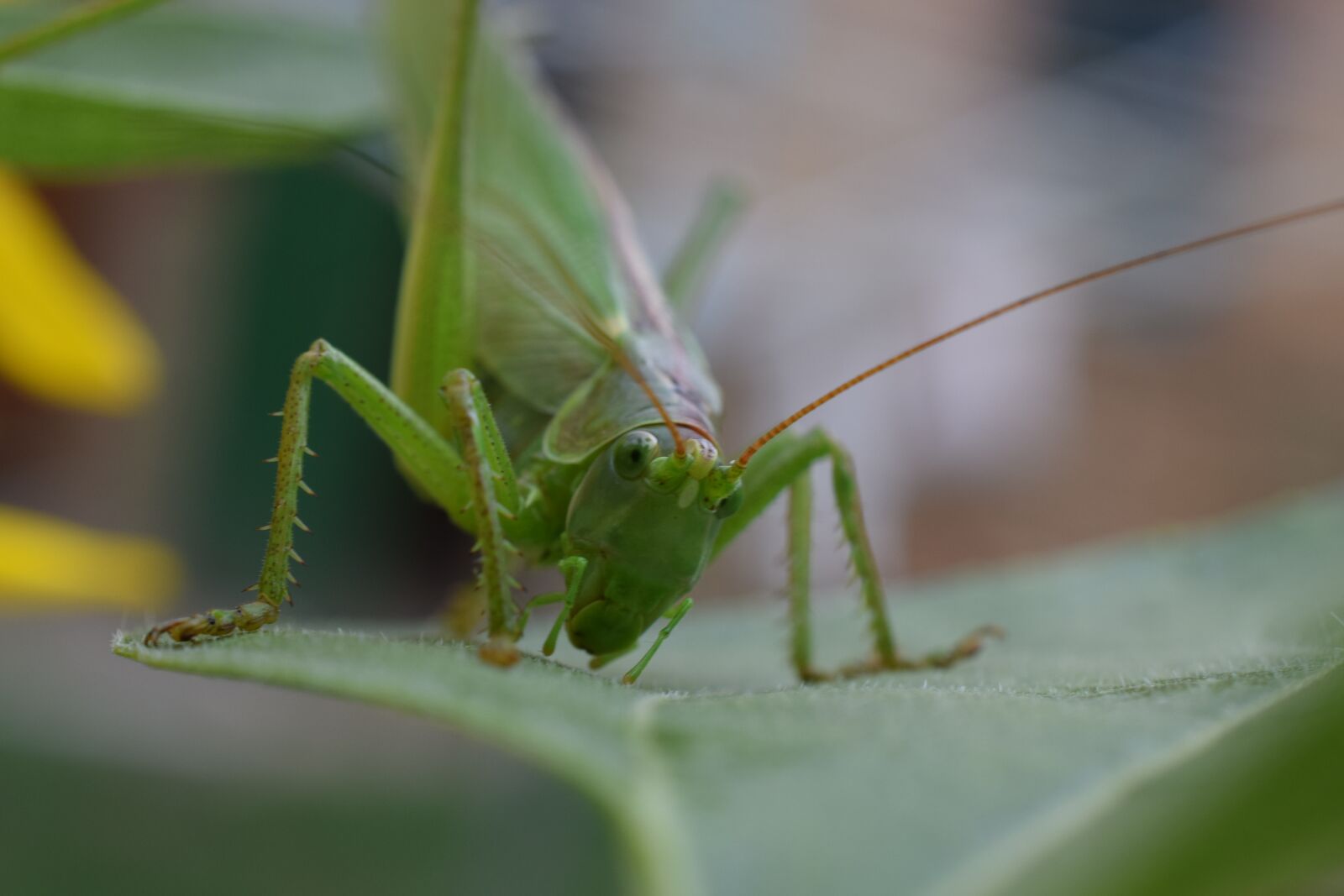 Nikon D3300 sample photo. Macro, nature, grasshopper photography