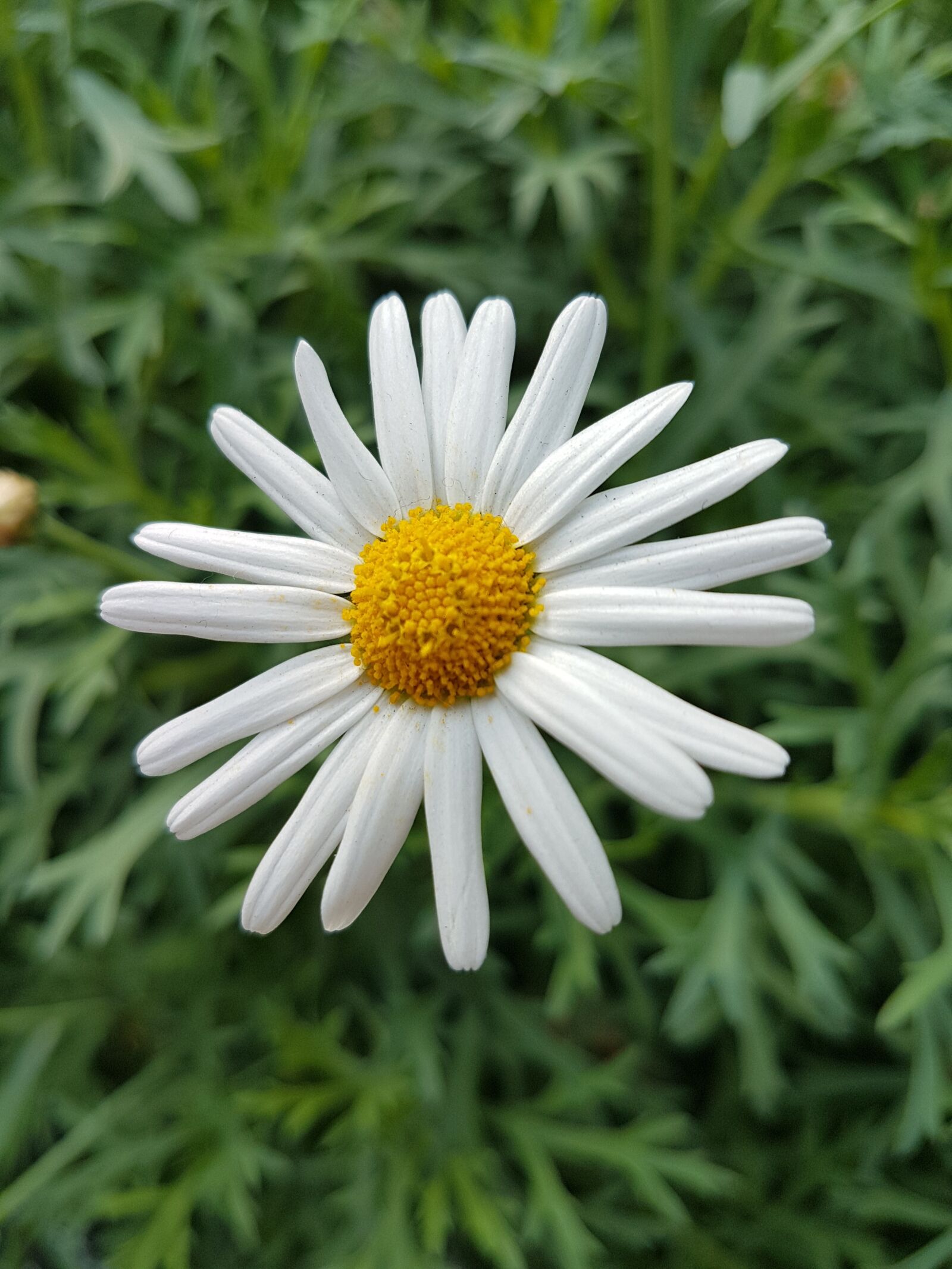 Samsung Galaxy S7 sample photo. Flora, nature, summer photography
