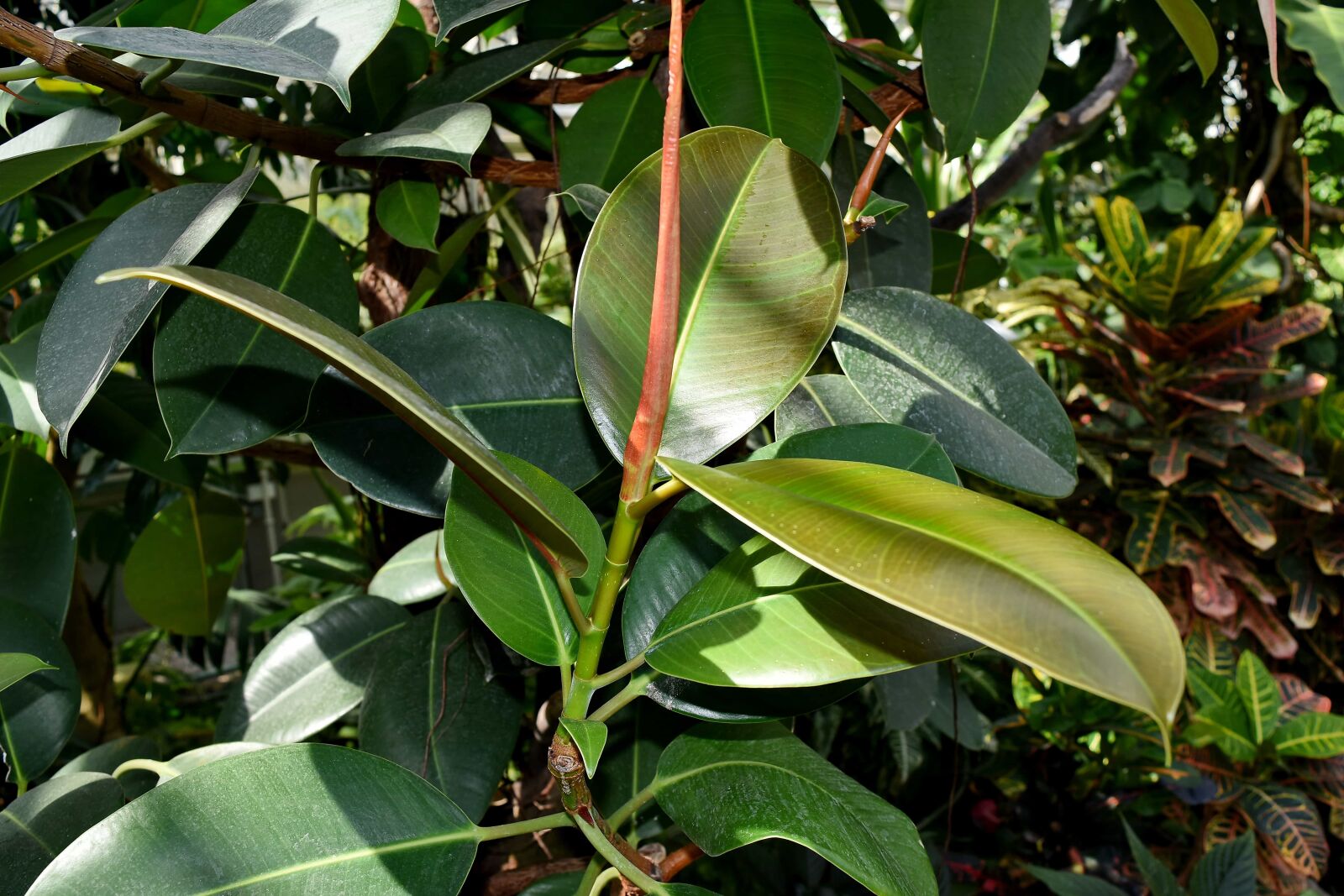 Nikon D5500 sample photo. Rainforest, plant, tree, leaf photography