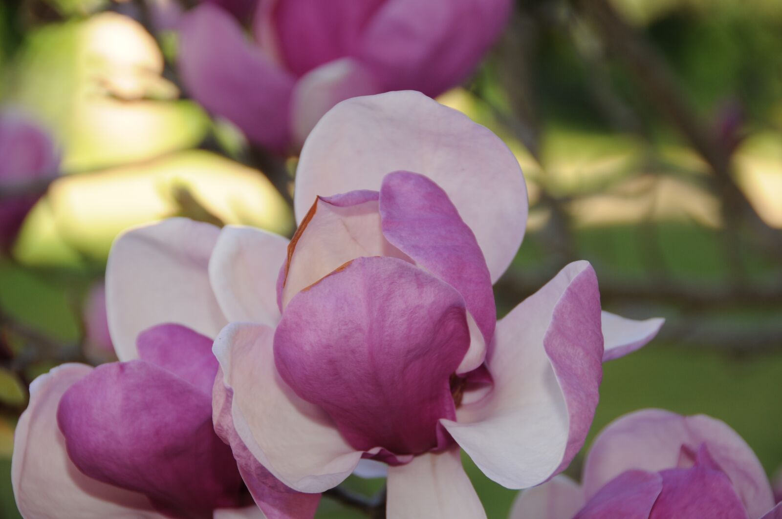 Nikon D300 sample photo. Magnolia tree, flower, flowering photography