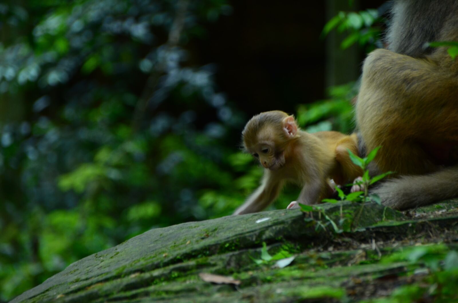 Nikon D7000 sample photo. Animal, tourism, zhangjiajie photography