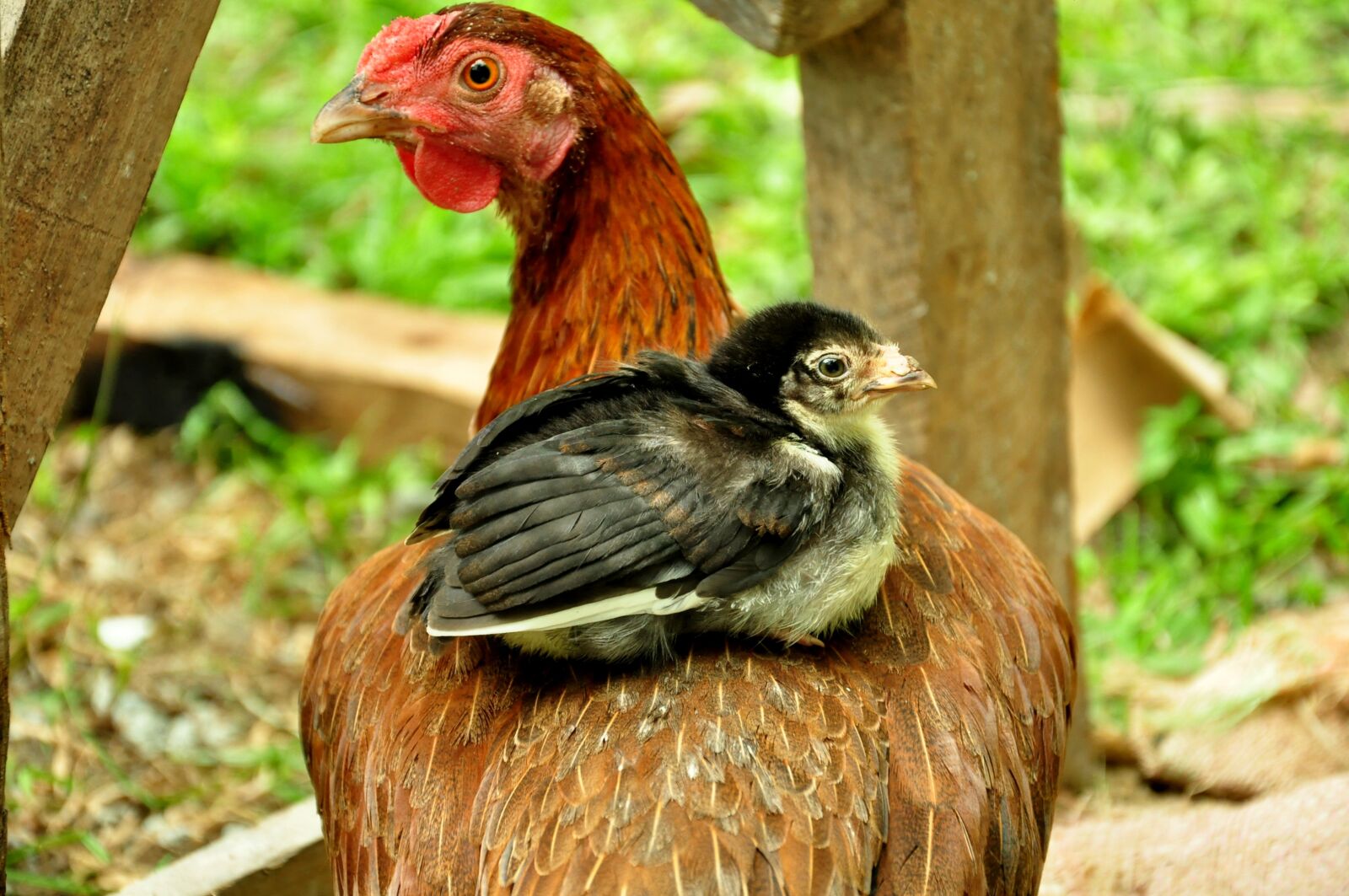 Nikon D90 sample photo. Animal, chicken, chicks photography