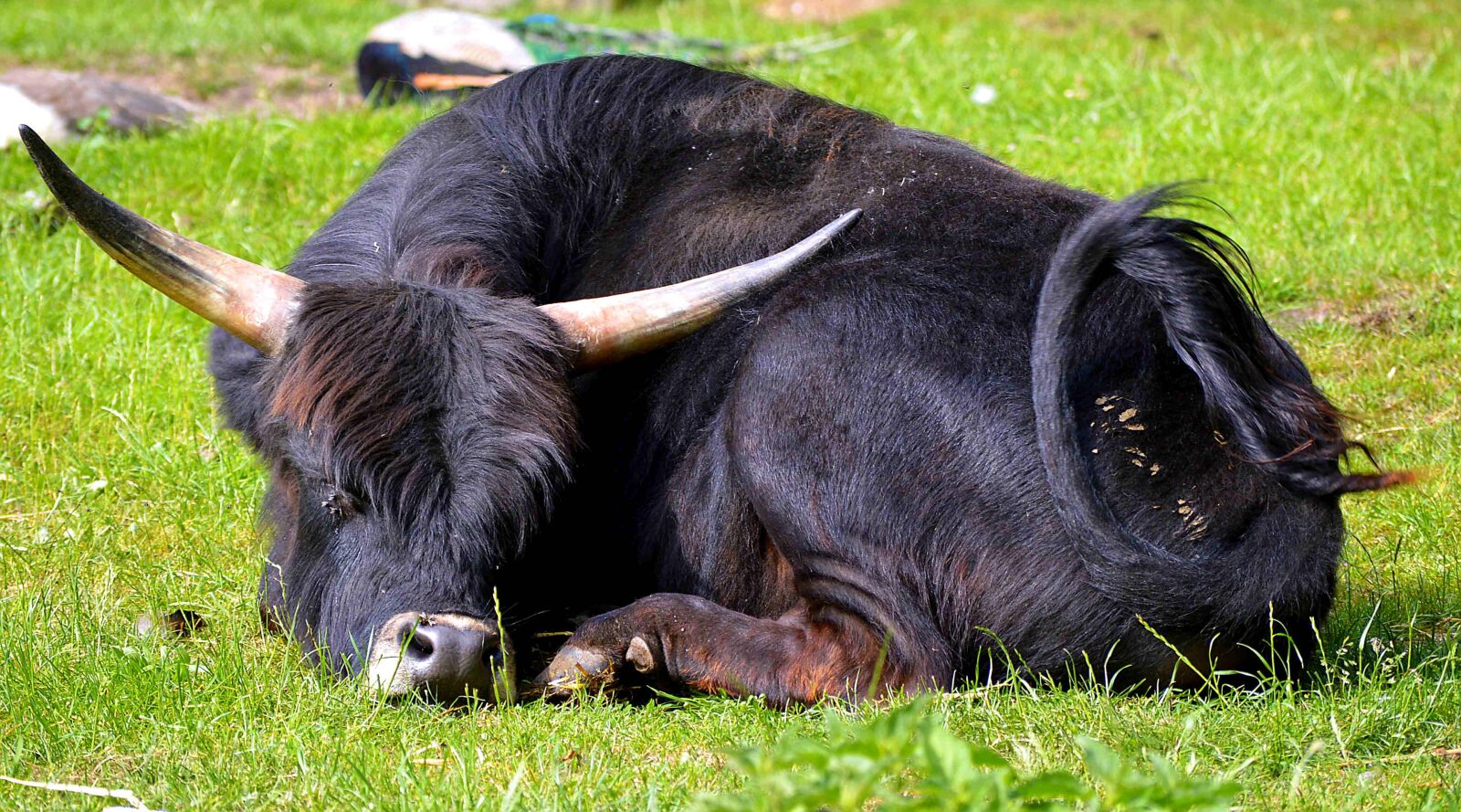 Nikon D3200 sample photo. Young bull, bull, sunlight photography