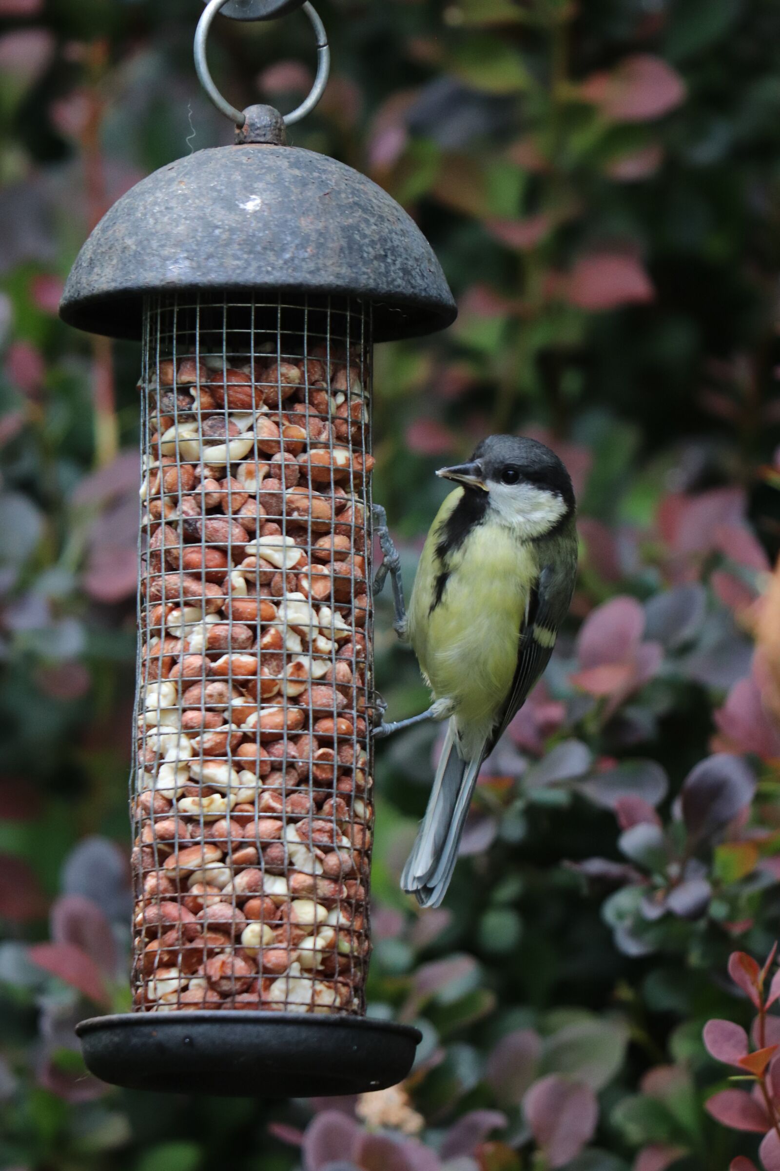 Canon EF 70-300 F4-5.6 IS II USM sample photo. Great tit, bird, nature photography