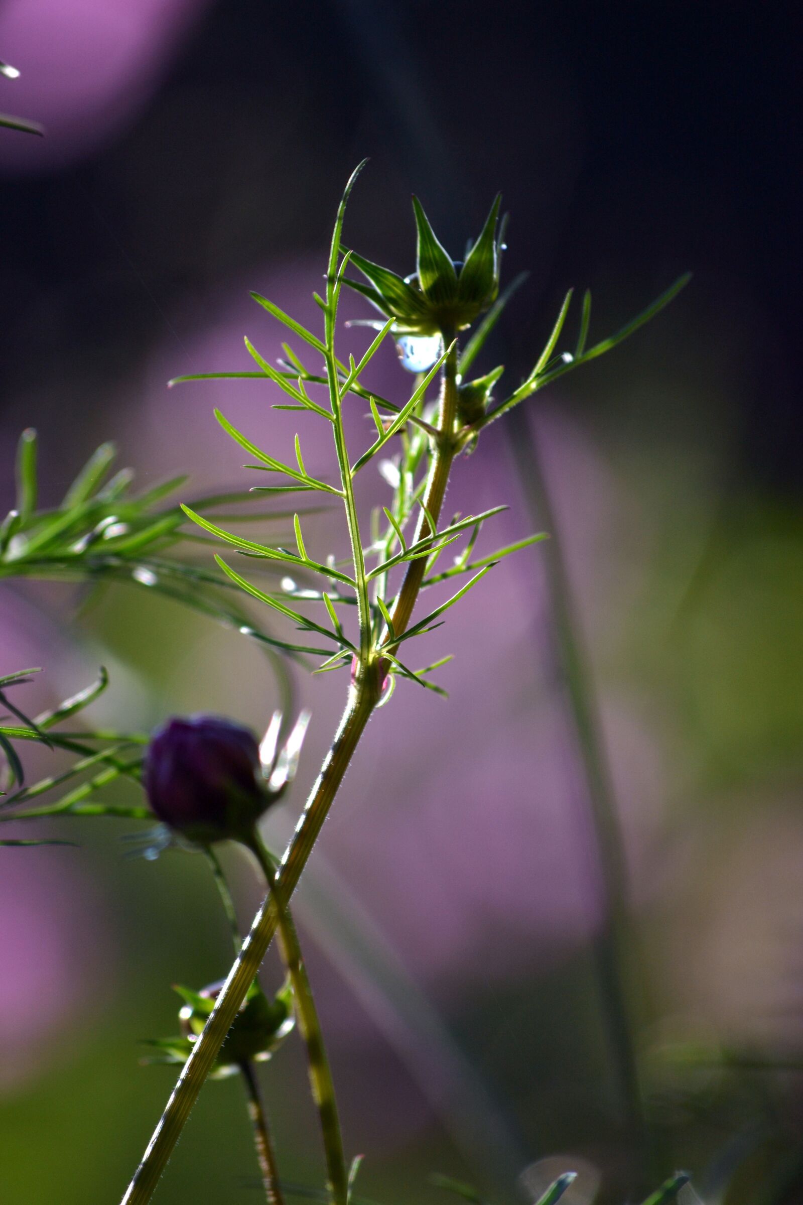 Nikon D3100 sample photo. Growing, spring, garden photography
