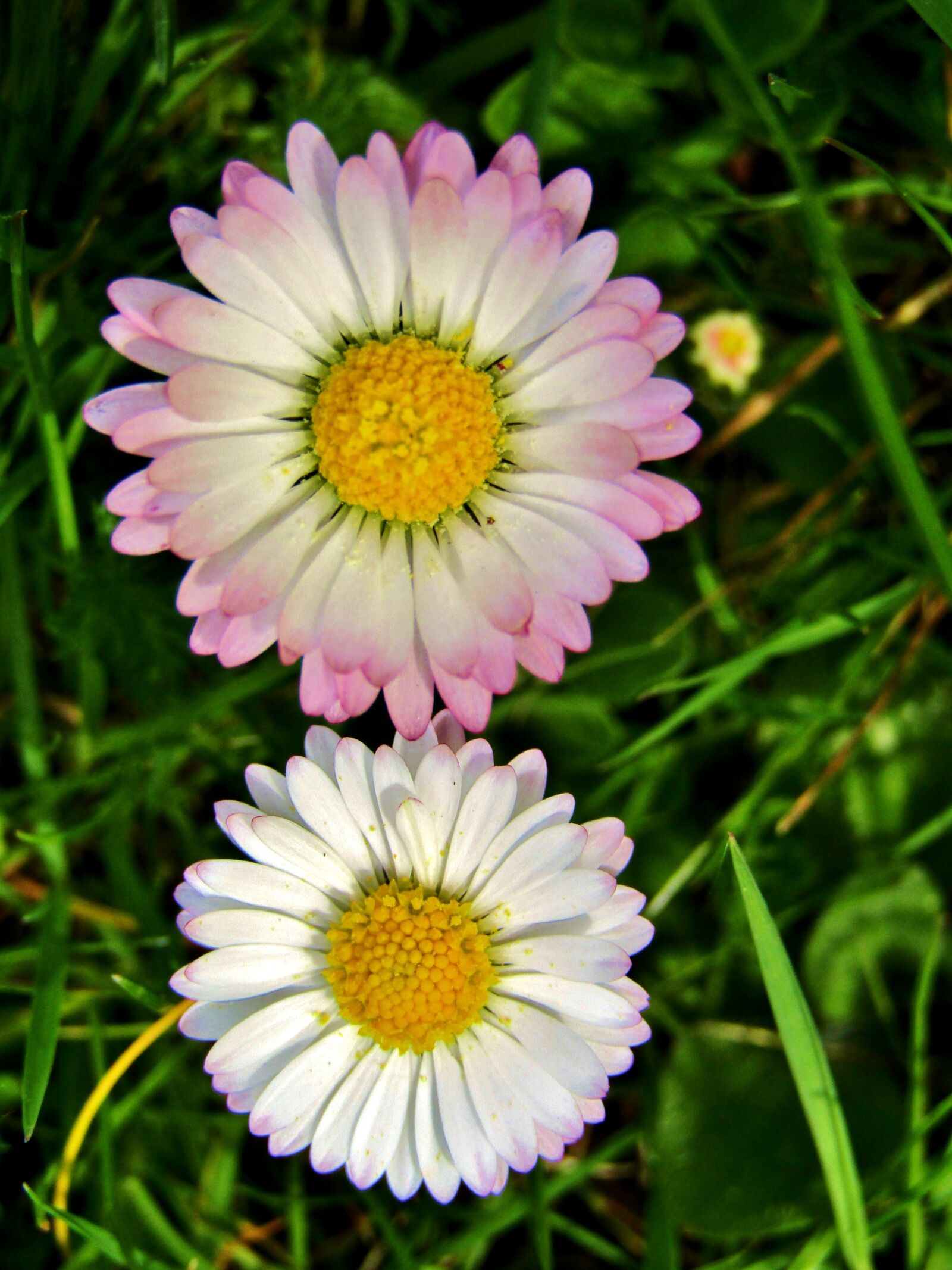 Canon POWERSHOT SX432 IS sample photo. Daisy, marie flower, yellow photography