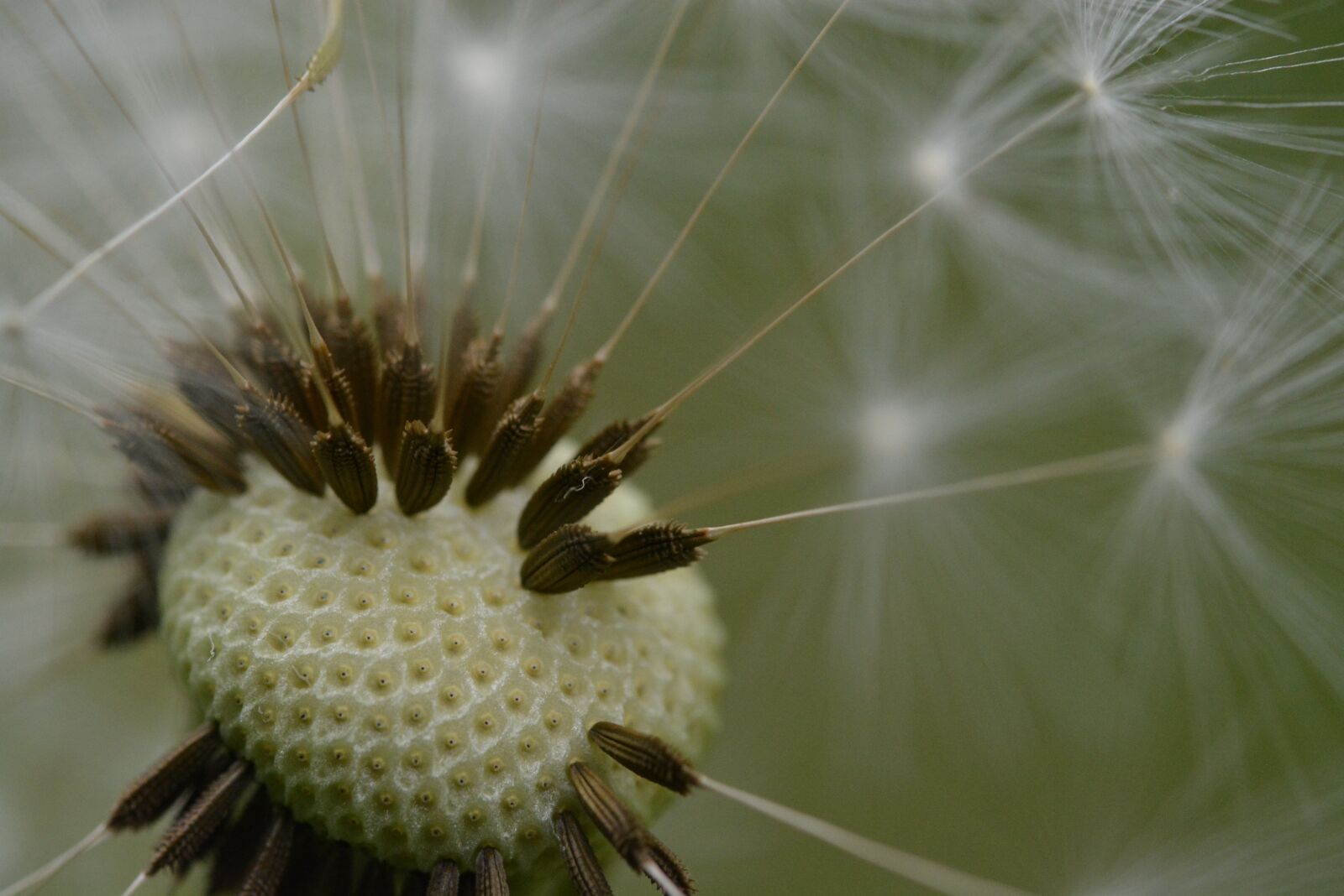 Nikon D5200 sample photo. Dandelion, macro, close up photography