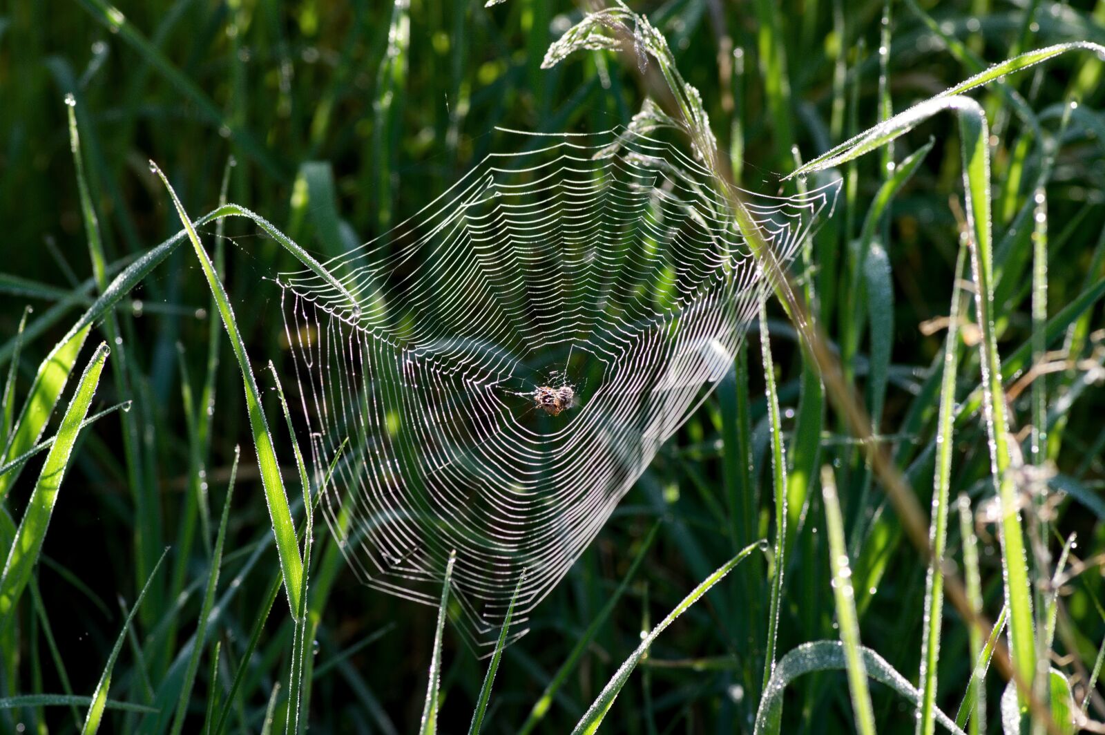 Pentax K-3 sample photo. Web, in the grass photography