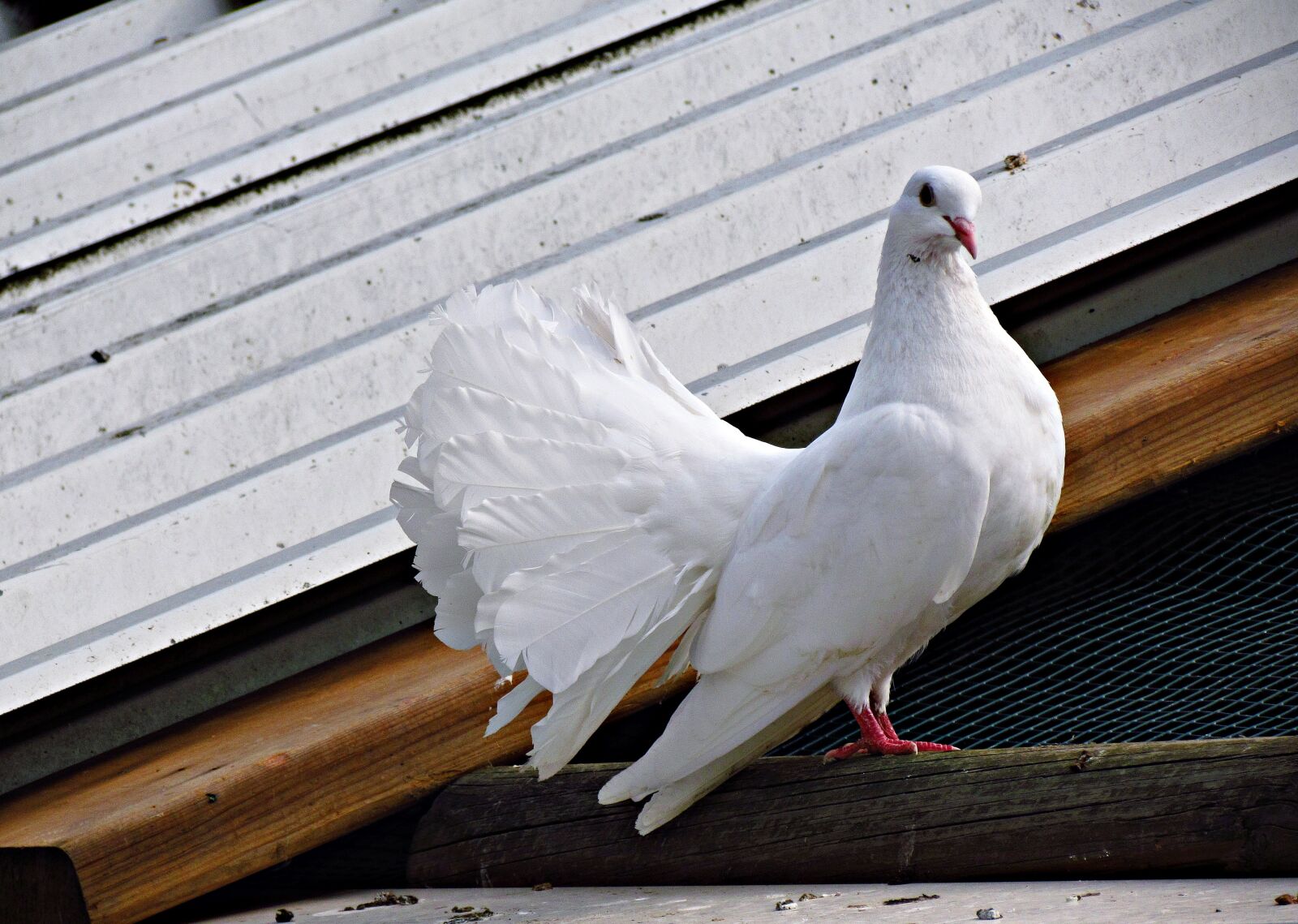 Canon PowerShot SX30 IS sample photo. Dove, white, bird photography