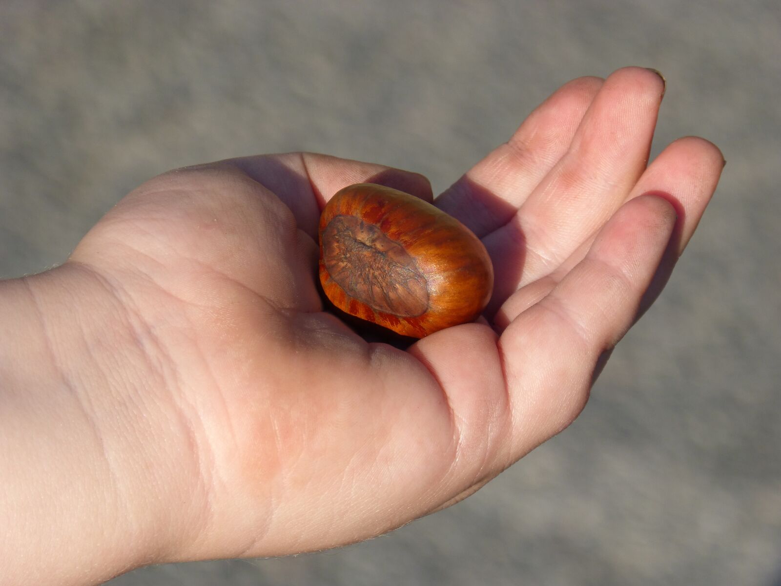 Panasonic DMC-FZ62 sample photo. Chestnut, hand, all saints photography