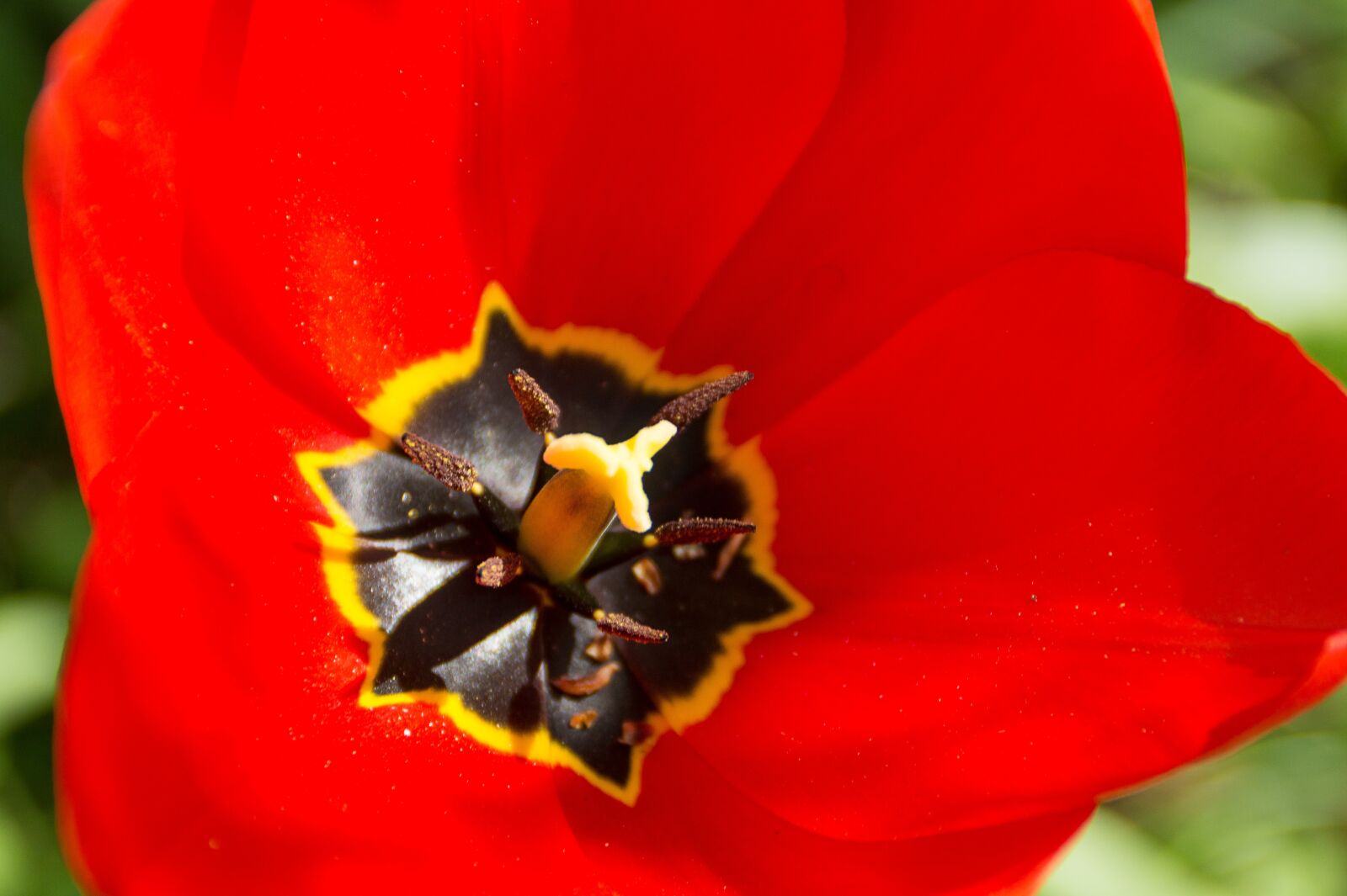 Sony SLT-A58 + Sony DT 18-200mm F3.5-6.3 sample photo. Tulip, blossom, bloom photography