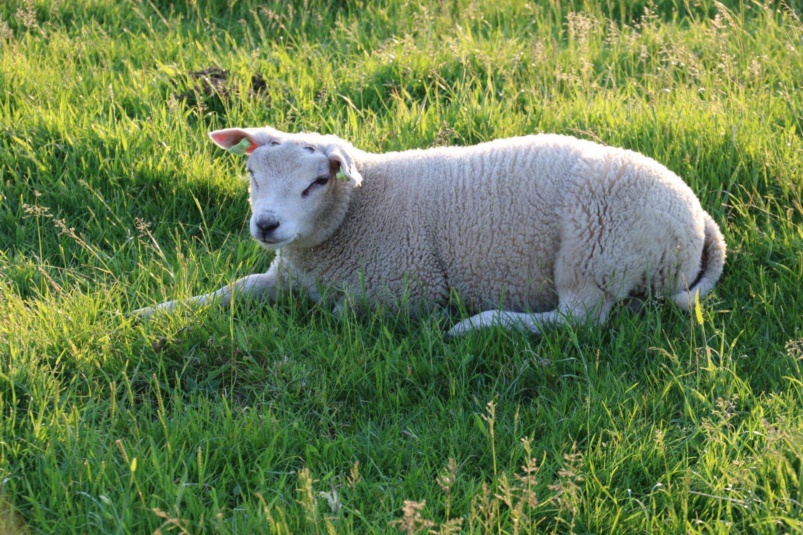 Canon EOS 70D sample photo. Texel, sheep, animals photography