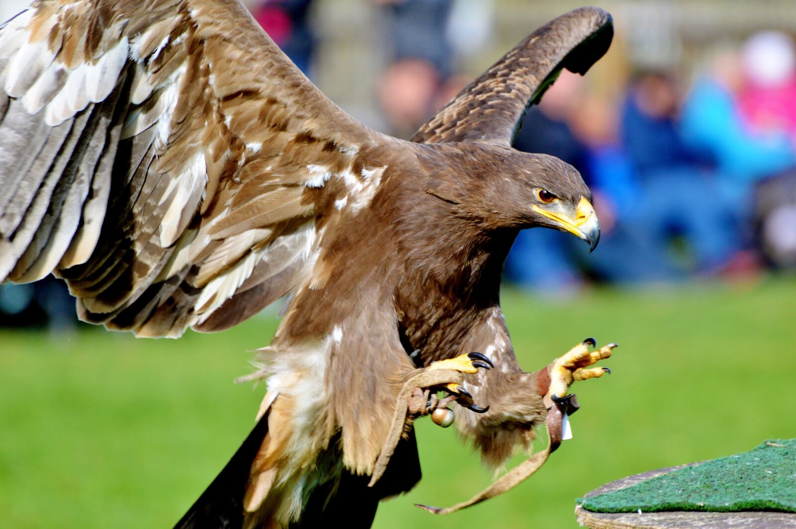 Nikon D3200 sample photo. Adler, bird of prey photography