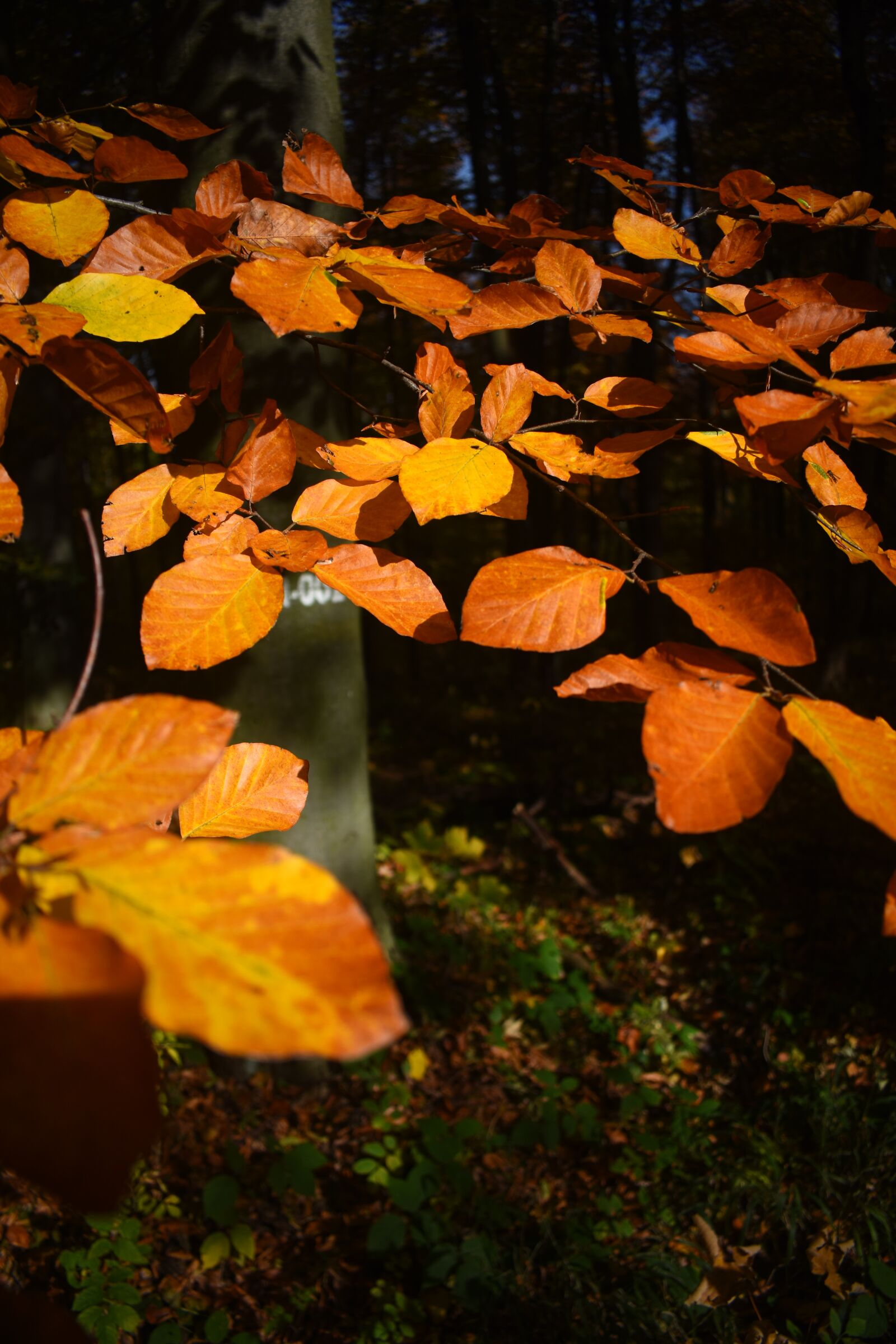 Nikon D7200 sample photo. Autumn, leaves, trees photography