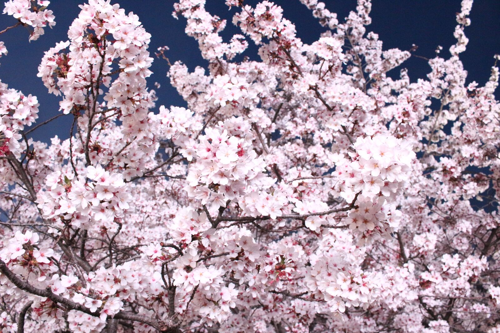 Canon EOS 100D (EOS Rebel SL1 / EOS Kiss X7) sample photo. Spring flowers, beautiful, pink photography