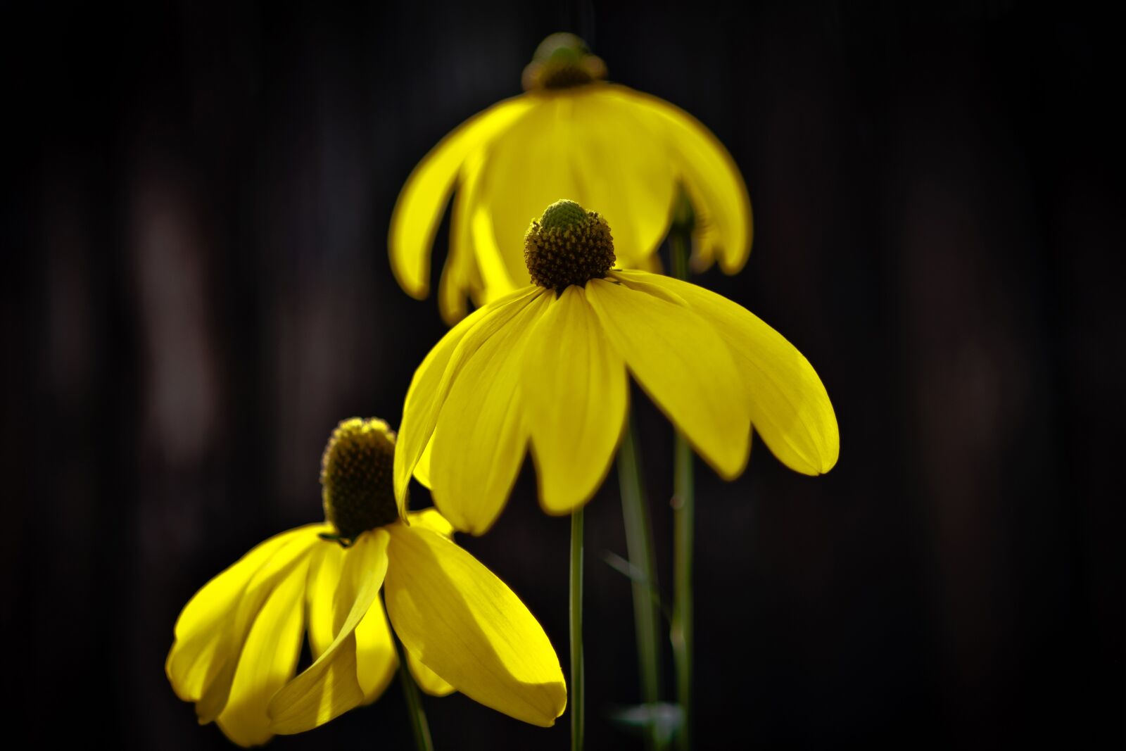 Nikon D700 sample photo. Blossom, bloom, flower photography