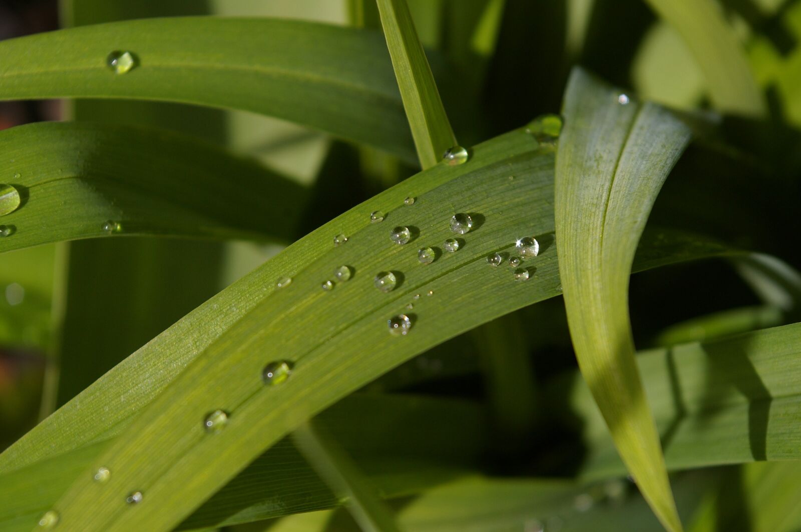 Pentax *ist DL2 sample photo. Raindrop, garden, close up photography