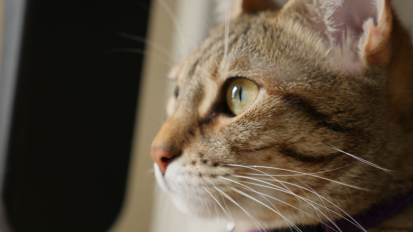 Panasonic Lumix DMC-GH4 sample photo. Cat, cute, portrait photography