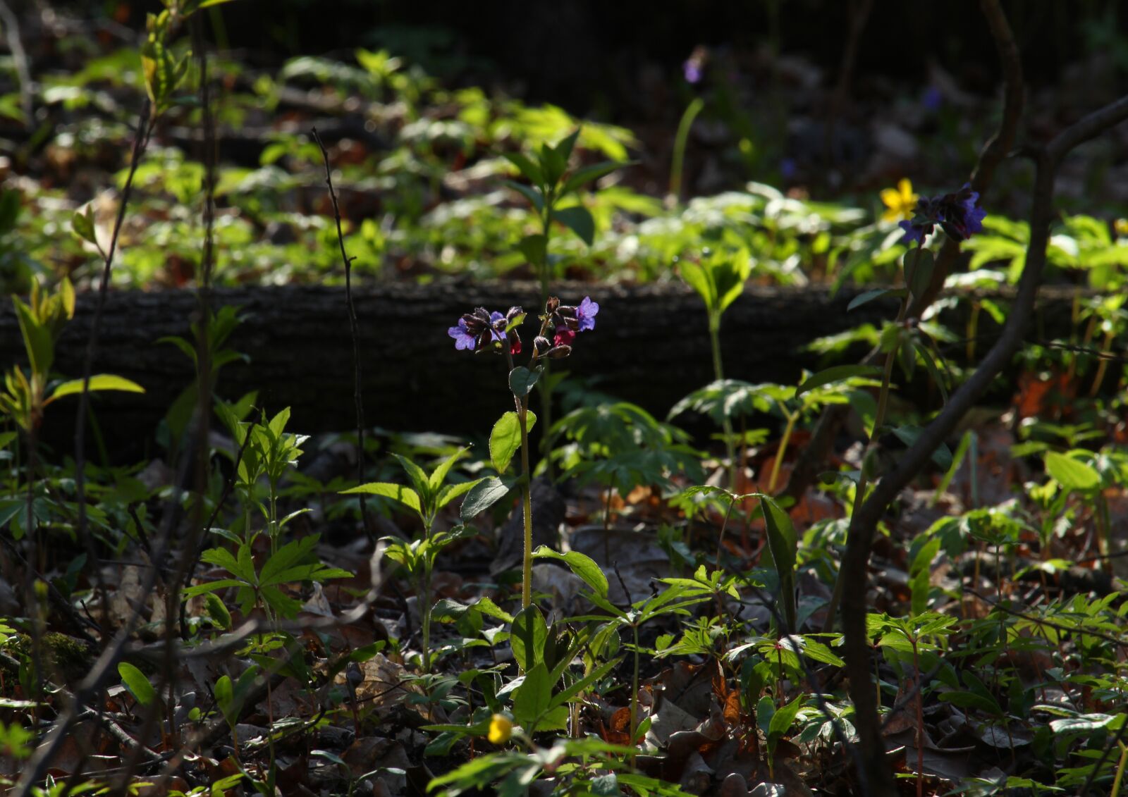 Canon EOS 1200D (EOS Rebel T5 / EOS Kiss X70 / EOS Hi) sample photo. Flower, spring, forest photography