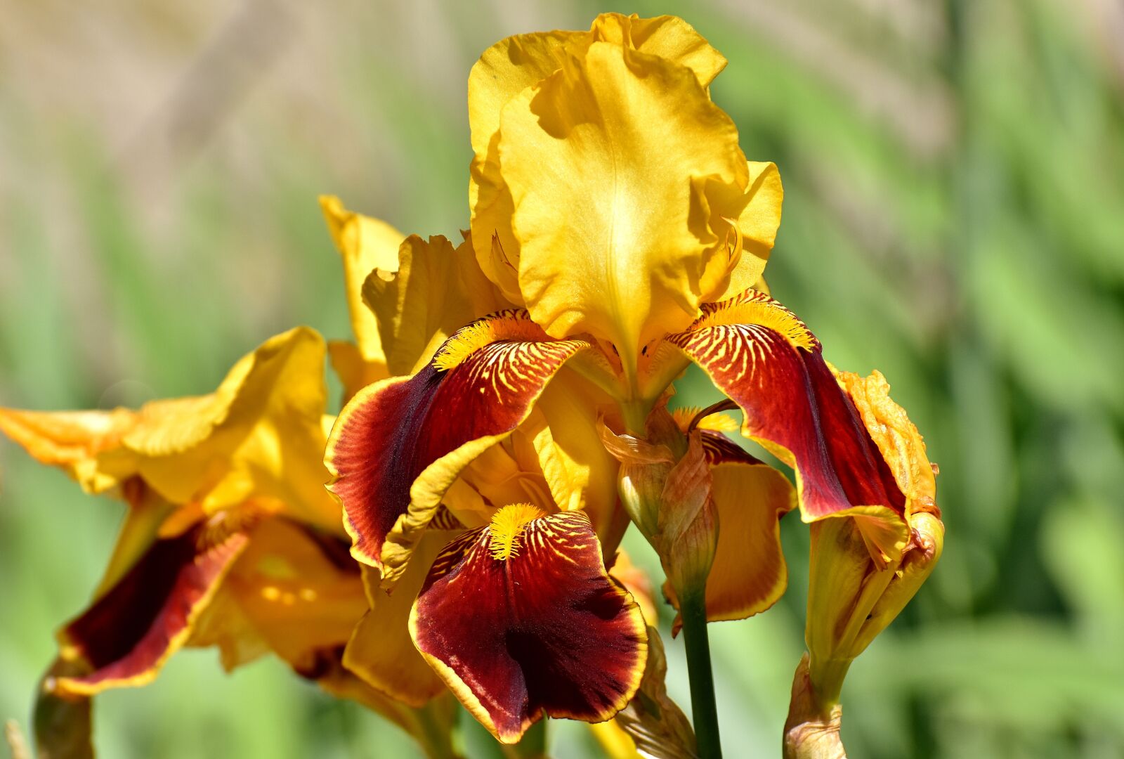 Nikon D7200 sample photo. Iris, flower, summer photography